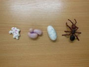 Workshop o životě mravenců